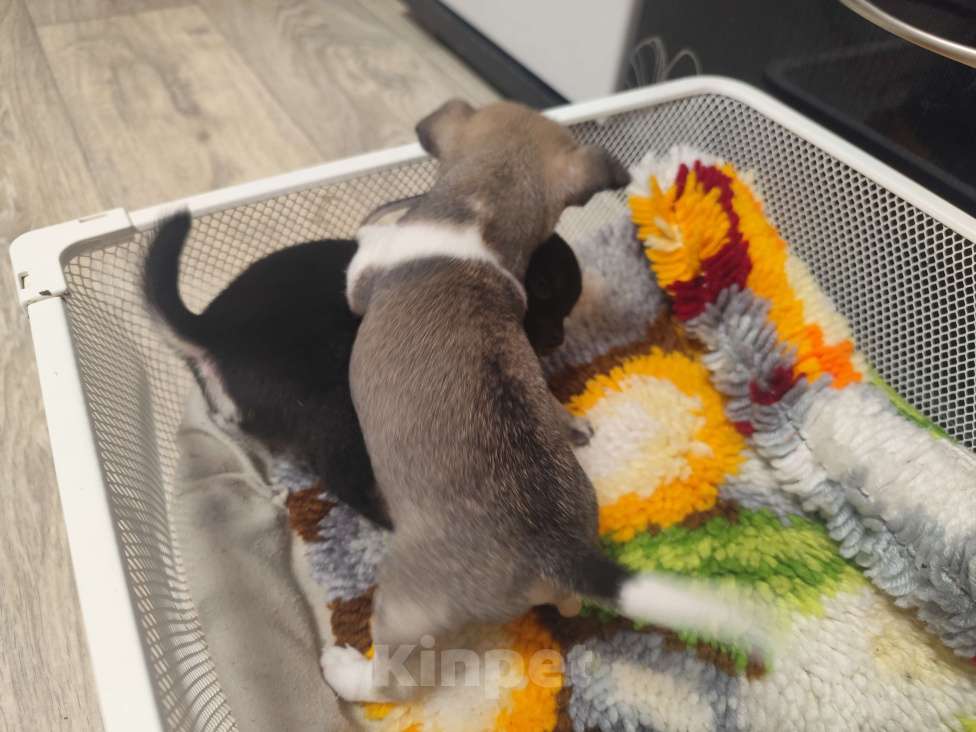 Собаки в Артеме: Продаётся щенок чихуахуа мальчик Мальчик, 30 000 руб. - фото 4