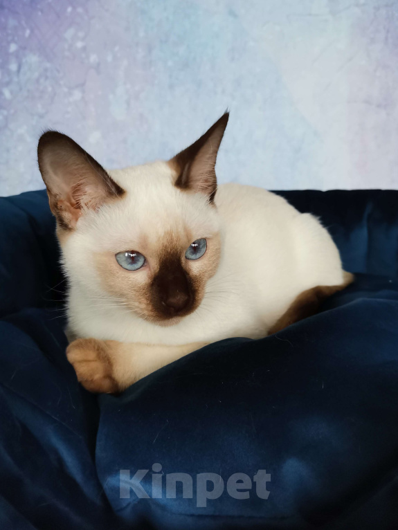 Кошки в Москве: Тайские котята из питомника Topaze De Lux  Девочка, 55 000 руб. - фото 3