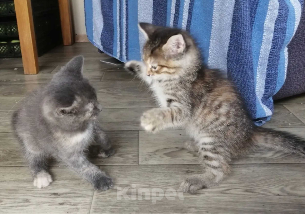 Кошки в Кемерово: отдам котенка бесплатно Девочка, Бесплатно - фото 5