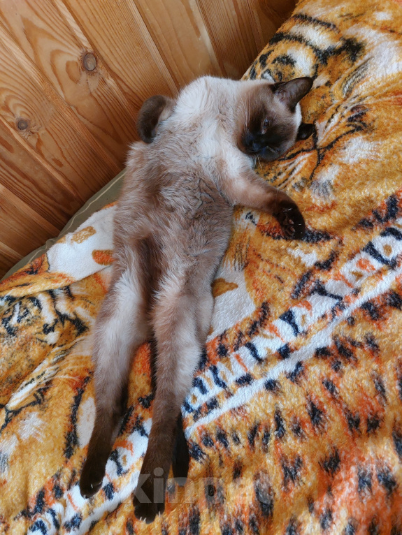 Кошки в Санкт-Петербурге: Кошка в добрые руки Девочка, Бесплатно - фото 2