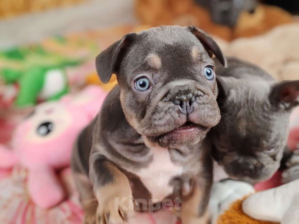 Собаки в Санкт-Петербурге: Шикарный лиловый мальчик Мальчик, 80 000 руб. - фото 4