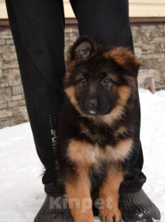 Собаки в Томске: Длинношерстная сука щенок Девочка, 55 000 руб. - фото 3