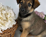 Собаки в Москве: Щенки ищут дом! Мальчик, Бесплатно - фото 6