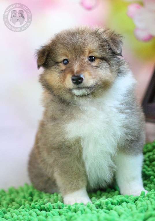 Собаки в Москве: Кобель шелти 2 мес Мальчик, 115 000 руб. - фото 3