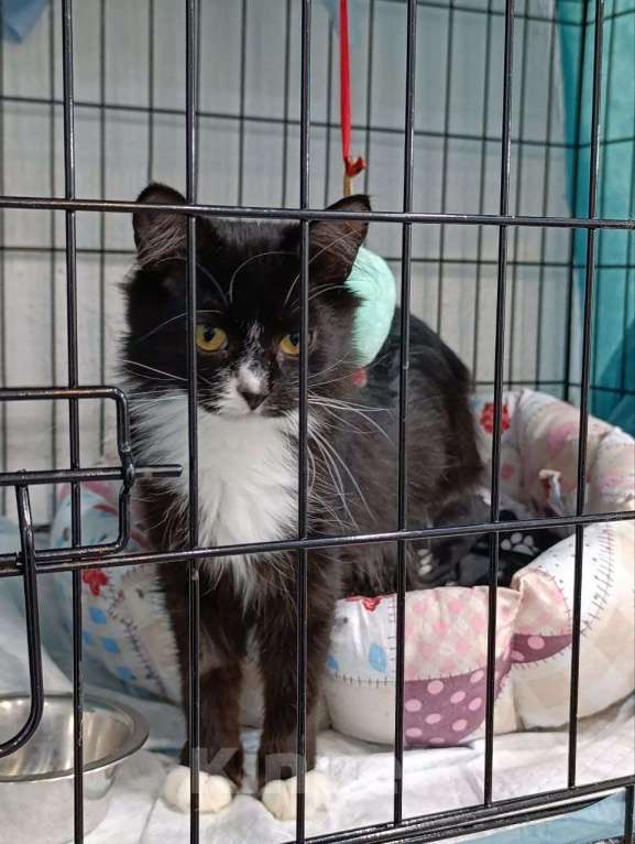 Кошки в Мурином: Ищем девочке своих любящих родителей Девочка, Бесплатно - фото 2