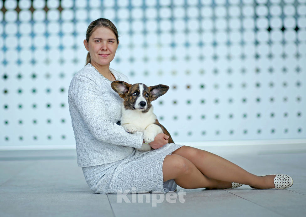 Собаки в Санкт-Петербурге: Великолепный щенок вельш-корги кардиган Девочка, Бесплатно - фото 4