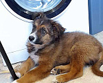 Собаки в Москве: Замечательный красавец, домашний щенок Дарчи в добрые руки Мальчик, 10 руб. - фото 6