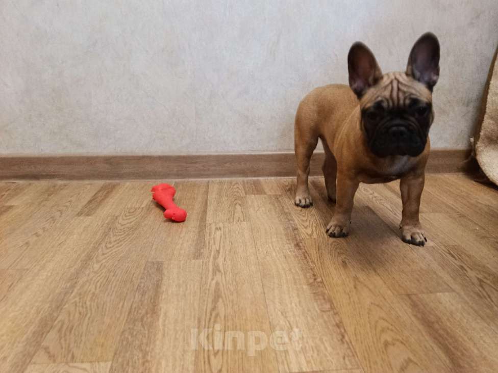 Собаки в Москве: Щенки французского бульдога Девочка, 50 000 руб. - фото 4