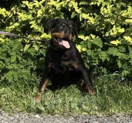 Собаки в других городах Ленинградской области: Питомник ротвейлеров предлагает щенка ротвейлера, суку Девочка, 60 000 руб. - фото 4