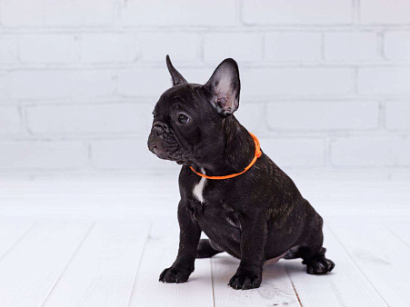 Французский бульдог девочка
