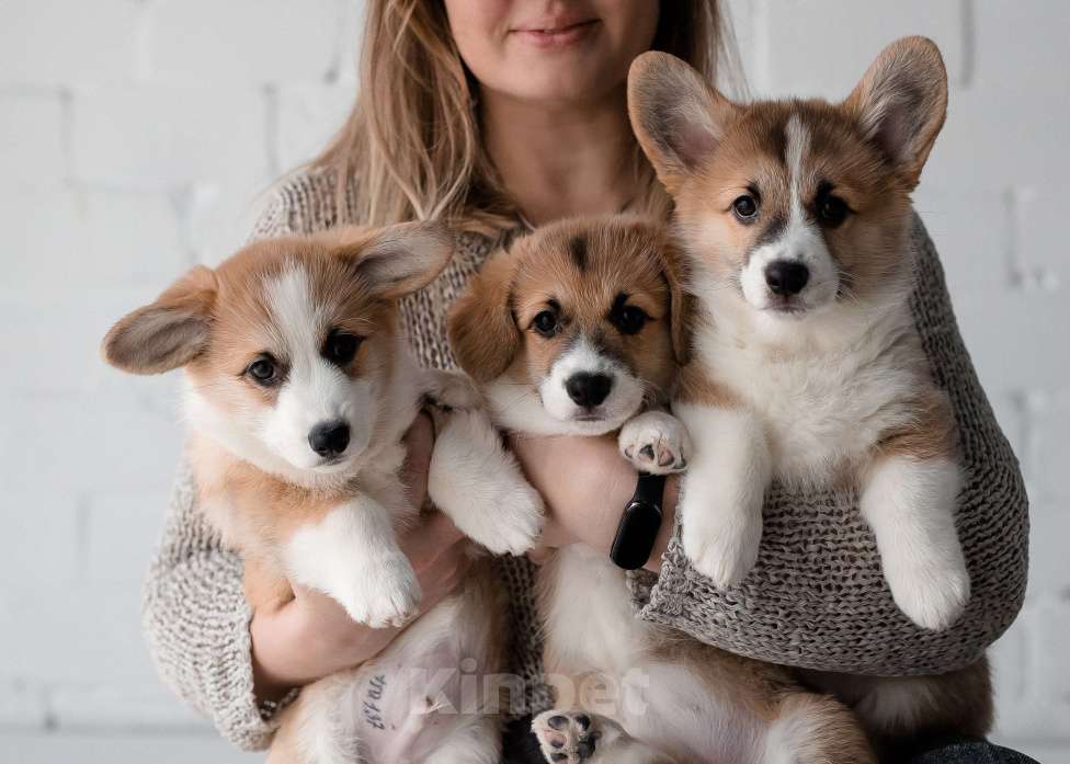 Собаки в Саратове: Щенки вельш-корги пемброк Мальчик, Бесплатно - фото 7