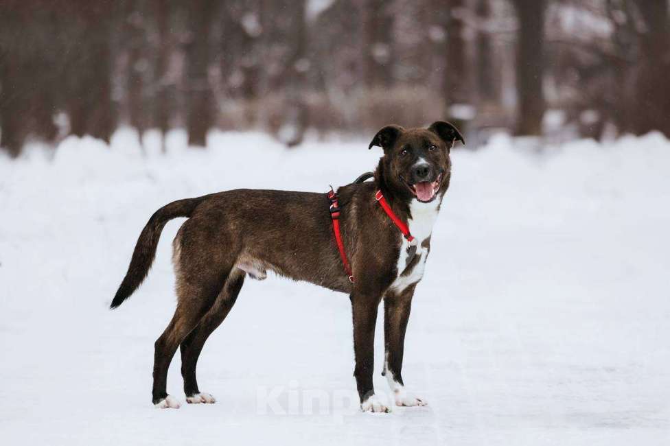 Собаки в Москве: Бадди в поиске семьи  Мальчик, Бесплатно - фото 6