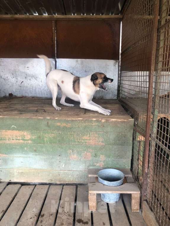 Собаки в Долгопрудном: Амурчику нужен тёплвый Дом и любящий хозяев Мальчик, Бесплатно - фото 10