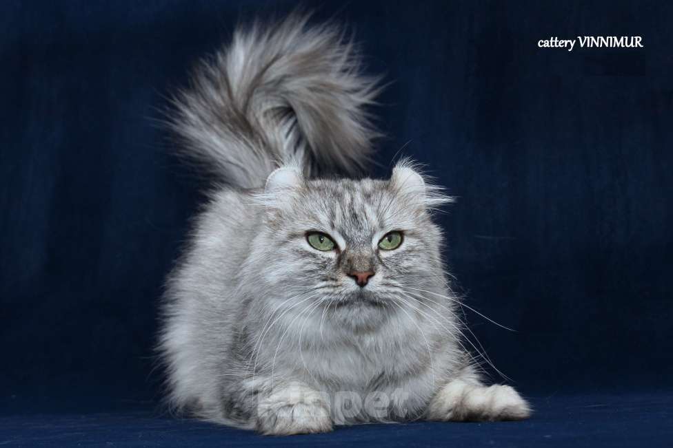 Кошки в Санкт-Петербурге: Американский керл  Девочка, Бесплатно - фото 2