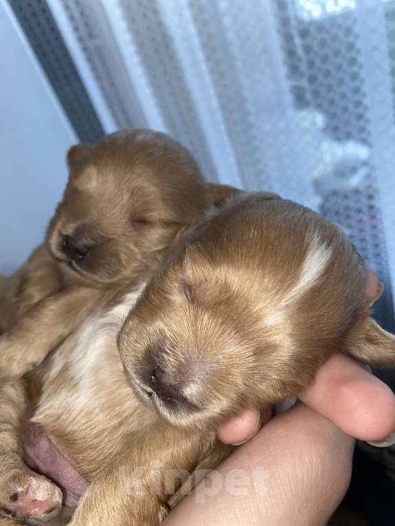 Собаки в Воронеже: Мальтипу щенки Мальчик, Бесплатно - фото 4