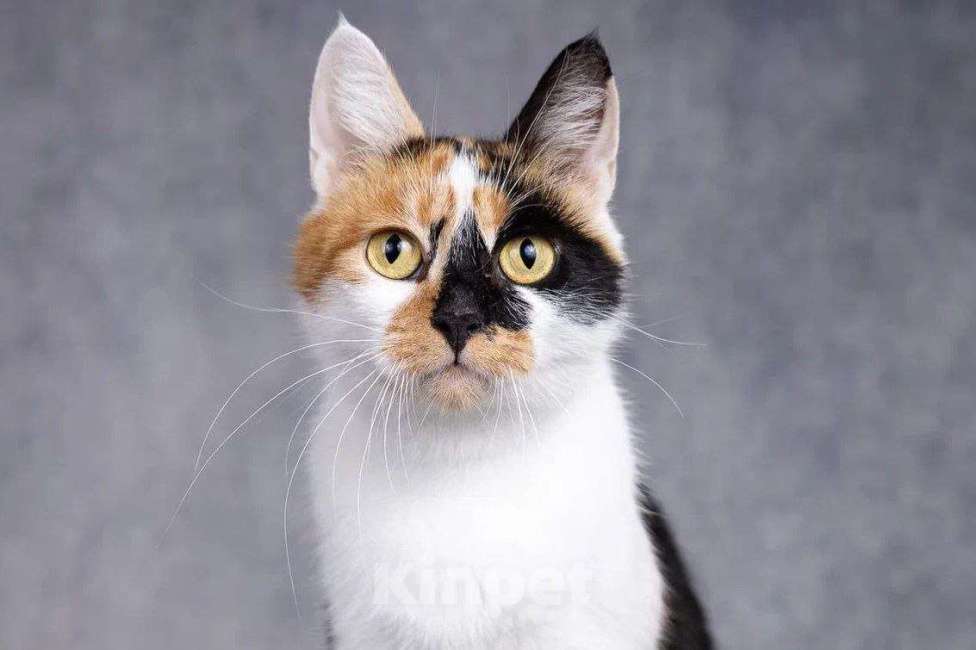 Кошки в Москве: Трехцветная кошечка Лиза ищет дом  Девочка, Бесплатно - фото 1