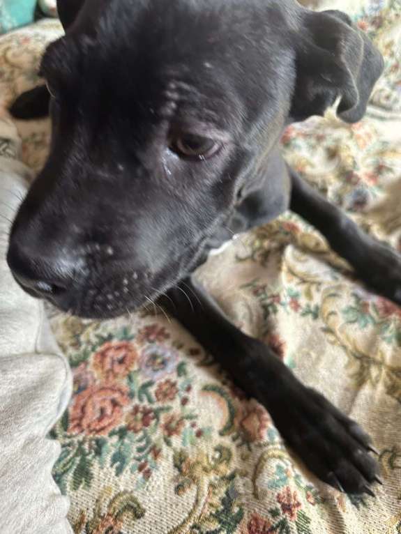 Собаки в Алуште: Щенки Кане Корсо Мальчик, 8 000 руб. - фото 4