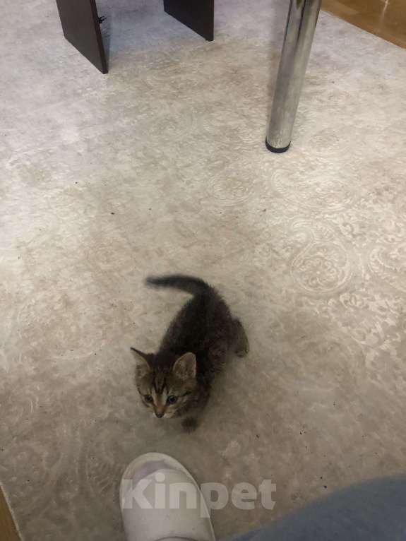 Кошки в Москве: Кошечка-Сонечка  Девочка, 1 руб. - фото 7