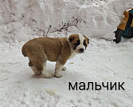 Собаки в Раменском: Мальчик алабай Мальчик, 15 000 руб. - фото 1