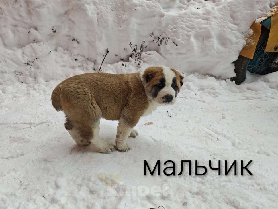 Собаки в Раменском: Мальчик алабай Мальчик, 15 000 руб. - фото 1