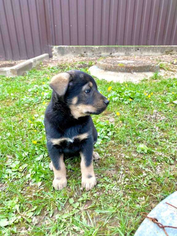 Собаки в Москве: Щенки девочки в добрые руки Девочка, Бесплатно - фото 5