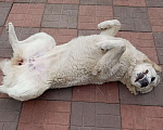 Собаки в Бору: Щенок среднеазиатской овчарки Девочка, 30 000 руб. - фото 5
