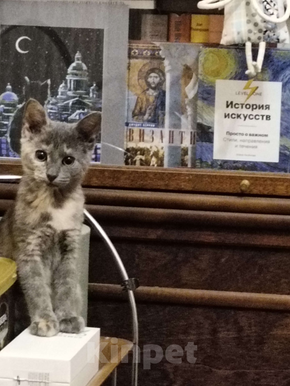 Кошки в Санкт-Петербурге: Мася Девочка, Бесплатно - фото 1
