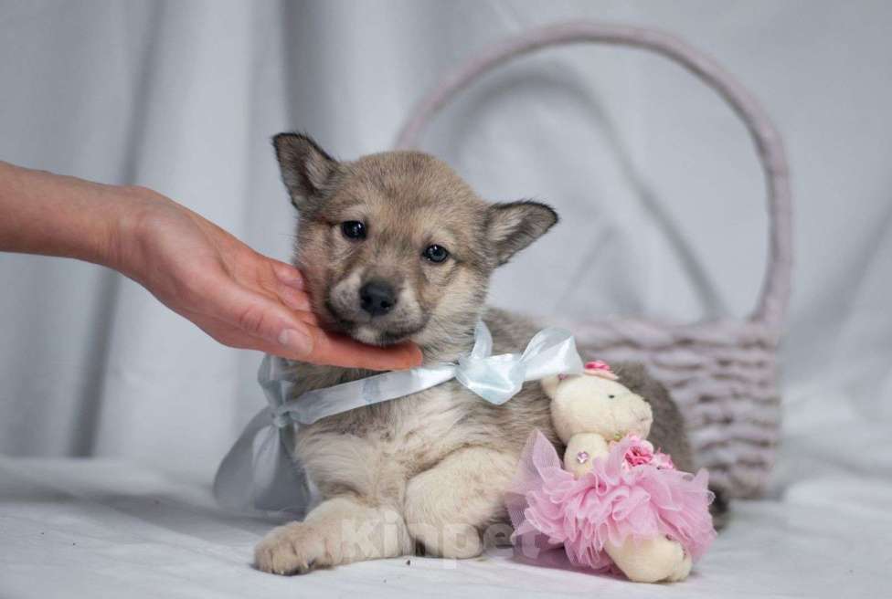 Собаки в Ногинске: Щенок девочка в поиске дома Девочка, Бесплатно - фото 1