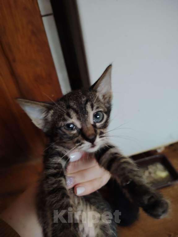 Кошки в Белгороде: Милые котята ищут хозяина Разнополые, 200 руб. - фото 4