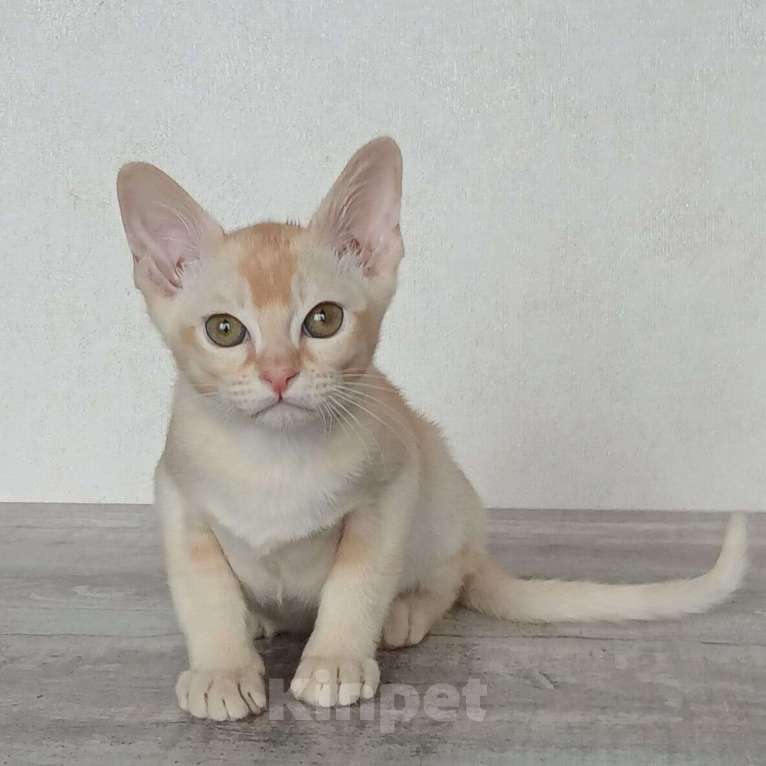 Кошки в других городах Ленинградской области: Котята бурмы европейской Мальчик, 20 000 руб. - фото 4