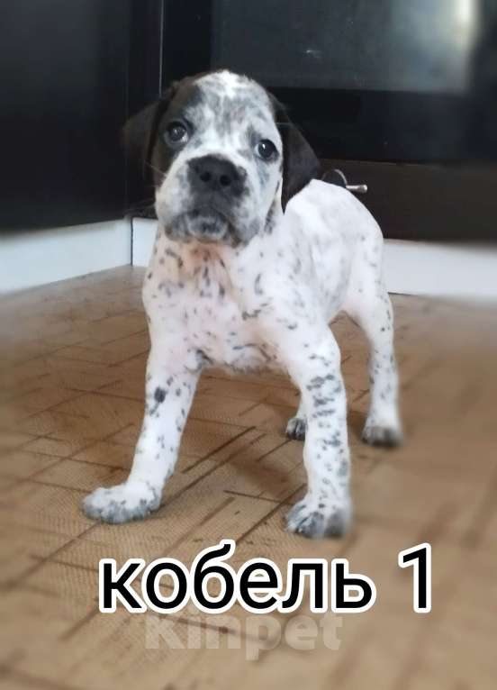 Собаки в Элисте: Стафф-боксеры Разнополые, 2 000 руб. - фото 4