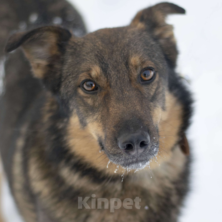 Собаки в Москве: Бильбо Мальчик, Бесплатно - фото 3