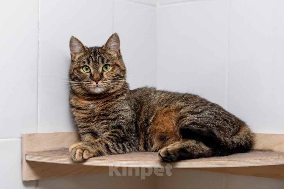 Кошки в Москве: Кошка Фрея ищет дом Девочка, Бесплатно - фото 2