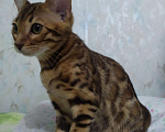 Кошки в Красноярске: бенгальская кошечка(котенок) Девочка, 62 000 руб. - фото 2