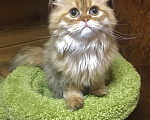Кошки в Москве: Шотландский Хайленд страйт котик Мальчик, 20 000 руб. - фото 4