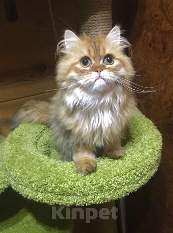 Кошки в Москве: Шотландский Хайленд страйт котик Мальчик, 20 000 руб. - фото 4