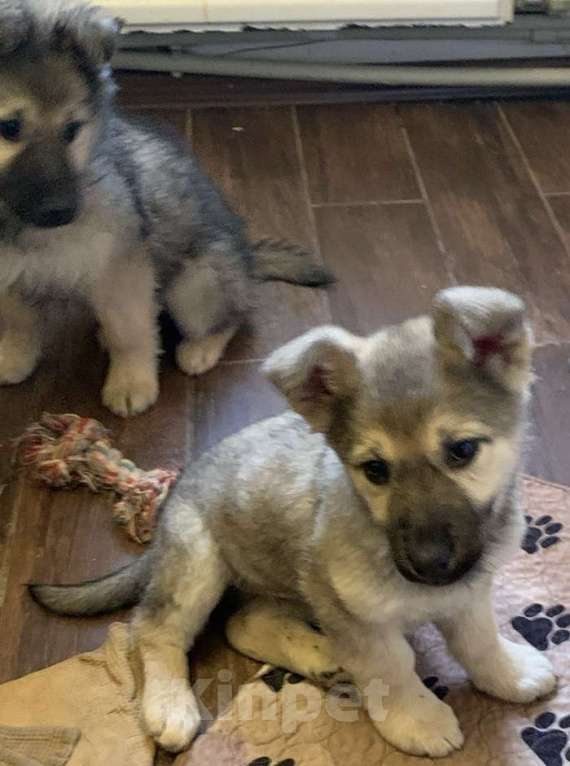 Собаки в Москве: Отдам щенка в добрые руки Девочка, Бесплатно - фото 3