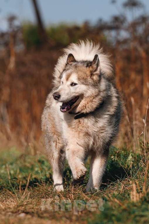 Собаки в Москве: Маламут Аякс ищет дом Мальчик, 1 руб. - фото 2