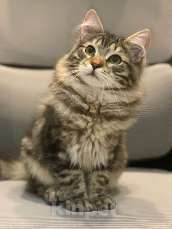 Кошки в Перми: Сибирский котик Мальчик, 45 000 руб. - фото 5