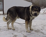 Собаки в Москве: Среднеазиатская овчарка, щенки Девочка, 25 000 руб. - фото 2
