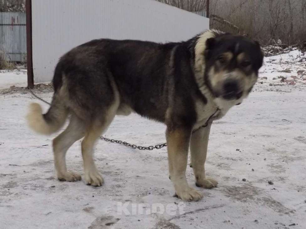Собаки в Москве: Среднеазиатская овчарка, щенки Девочка, 25 000 руб. - фото 2