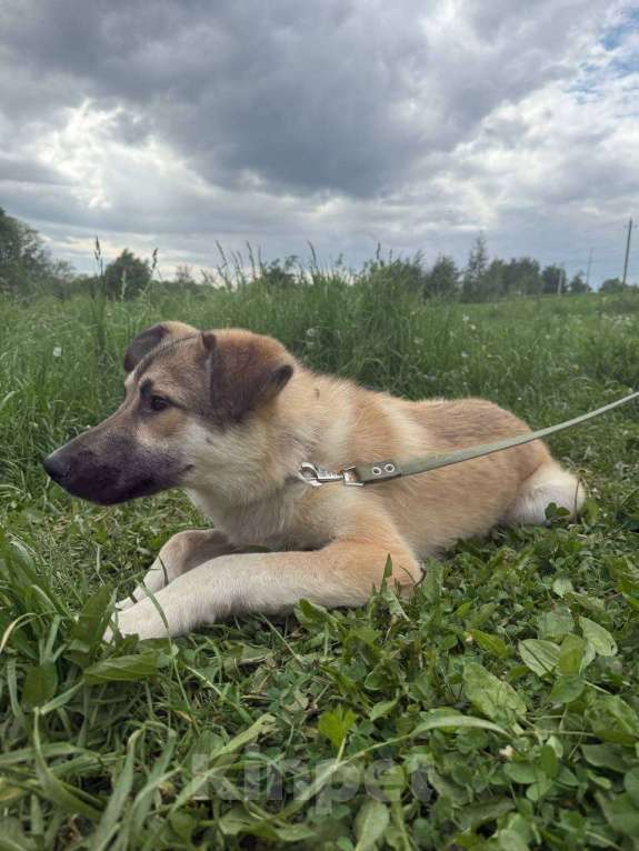 Собаки в других городах Московской области: Собака в добрые руки Мальчик, Бесплатно - фото 4