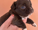 Собаки в Зеленоградске: Девочка шоколадка Девочка, 55 000 руб. - фото 1