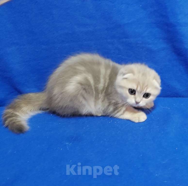 Кошки в Москве: Котик голубой мрамор на золоте Мальчик, 35 000 руб. - фото 6