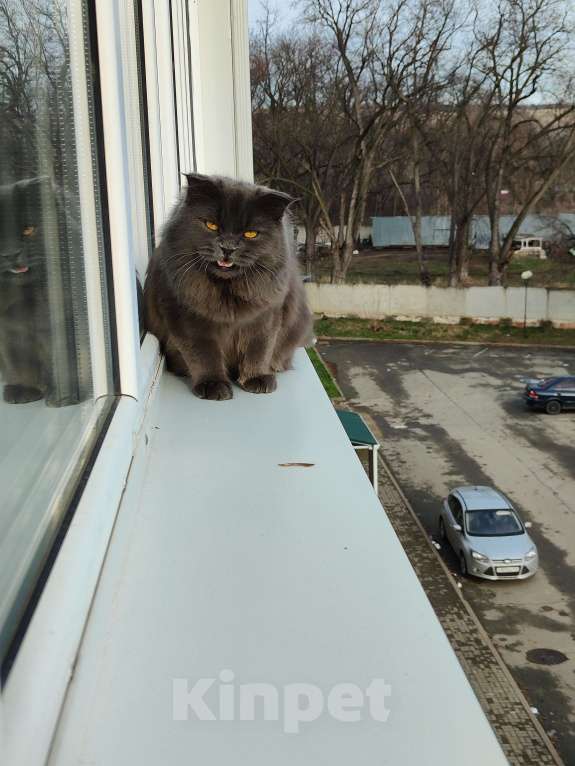 Кошки в Армавире: Продаю умных здоровых котят. Девочка, 10 000 руб. - фото 9