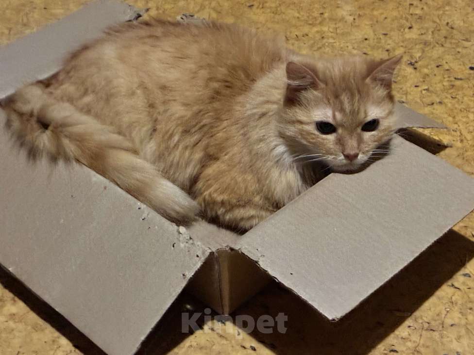 Кошки в Санкт-Петербурге: Рыжая красавица Мария ищет дом Девочка, Бесплатно - фото 5