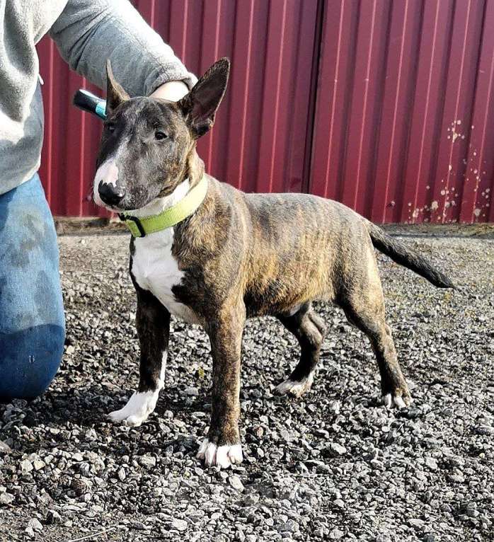 Собаки в Москве: Щенки миниатюрного бультерьера Мальчик, Бесплатно - фото 2