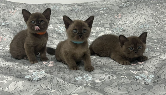 Кошки в Астрахани: Бурманские котята Девочка, 45 000 руб. - фото 4