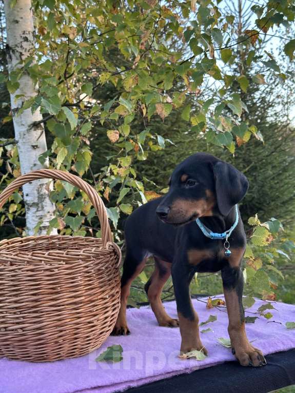 Собаки в Санкт-Петербурге: Щенок Добермана  Девочка, 35 000 руб. - фото 3