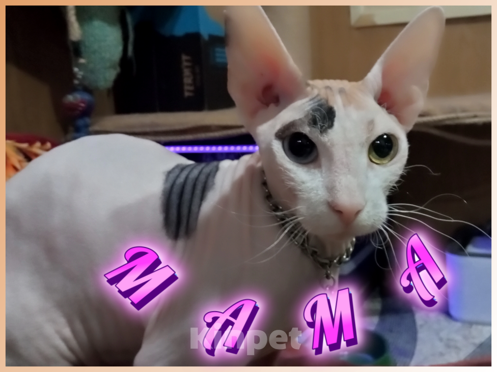 Кошки в Иркутске: Предлагаем коёнка донского сфинкса Девочка, 20 000 руб. - фото 7